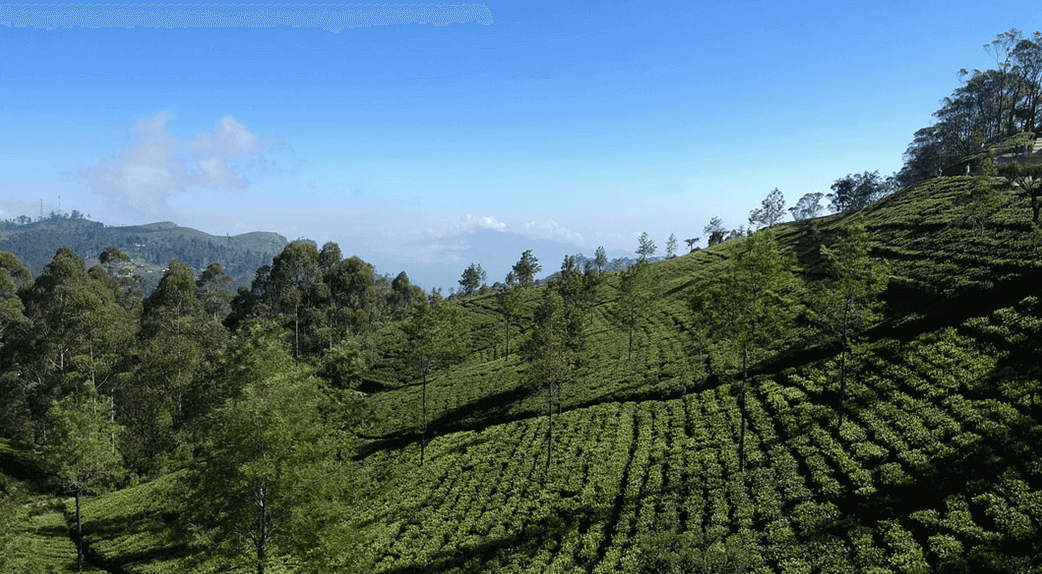 Les vertus du thé noir de Ceylan