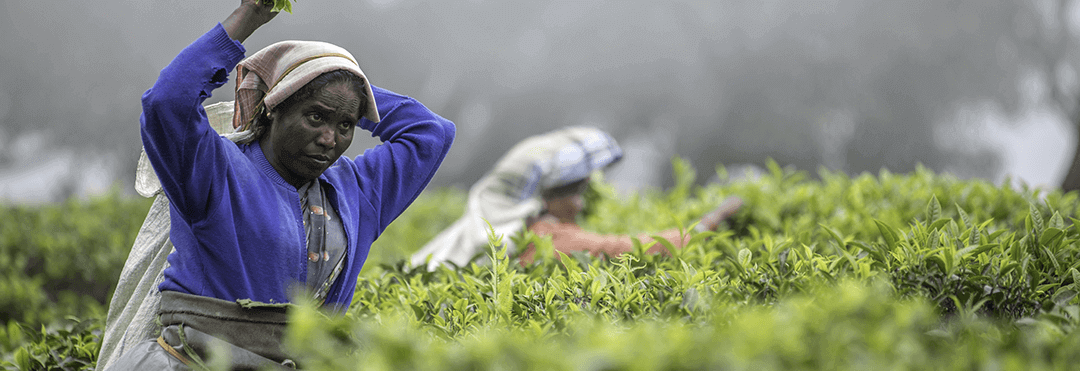 Where is green tea grown? | Kusmi Tea