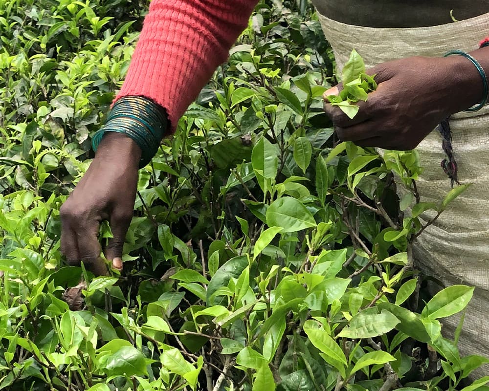 Pourquoi éviter le thé et les aliments avec pesticides ? | Kusmi Tea