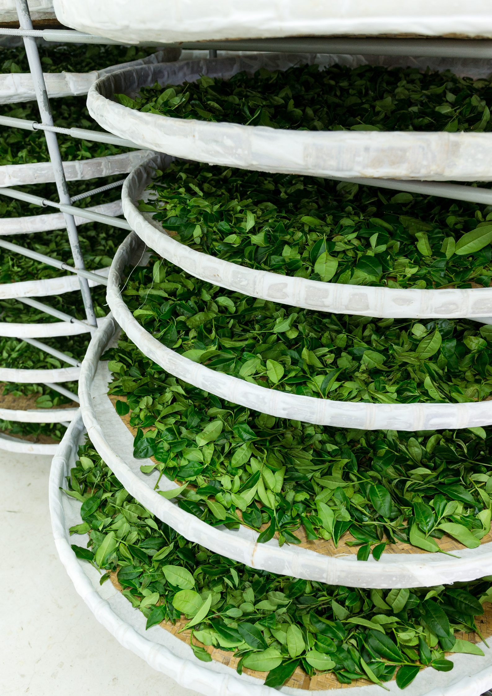 Article thé fermenté