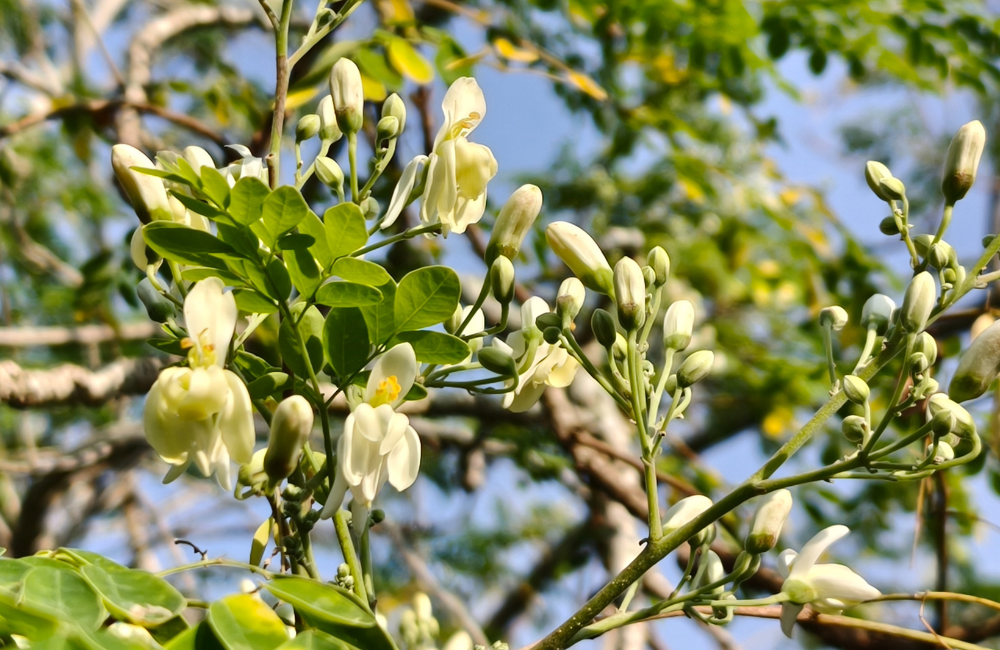 Beneficios de la Moringa: Propiedades, virtudes y efectos para la salud