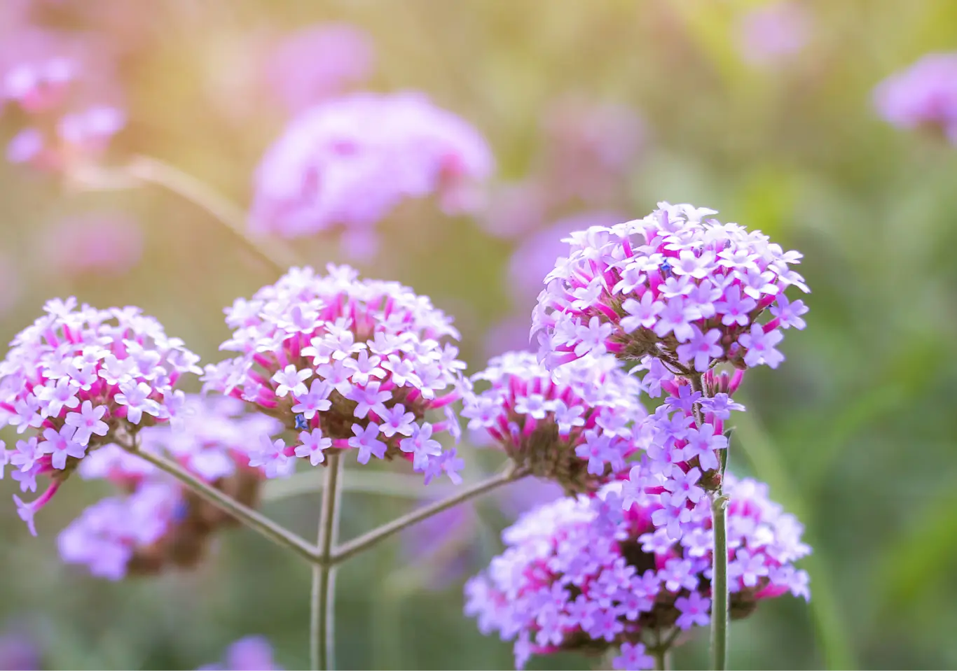 Les 5 bienfaits de la verveine en infusion