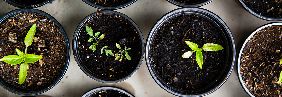 faire-pousser-the-vert