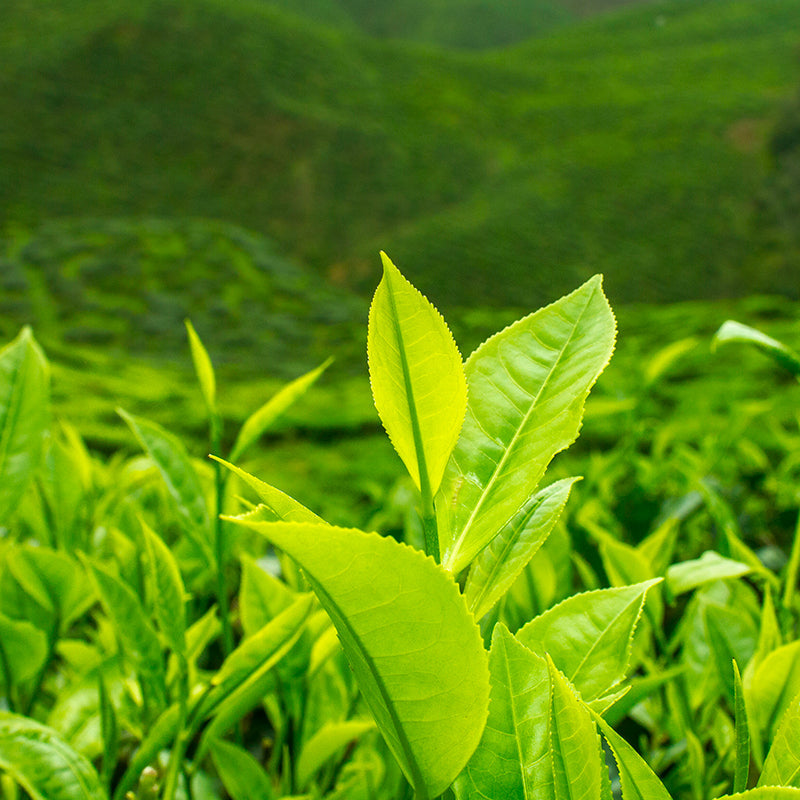 Le thé est-il une plante médicinale ? | Kusmi Tea