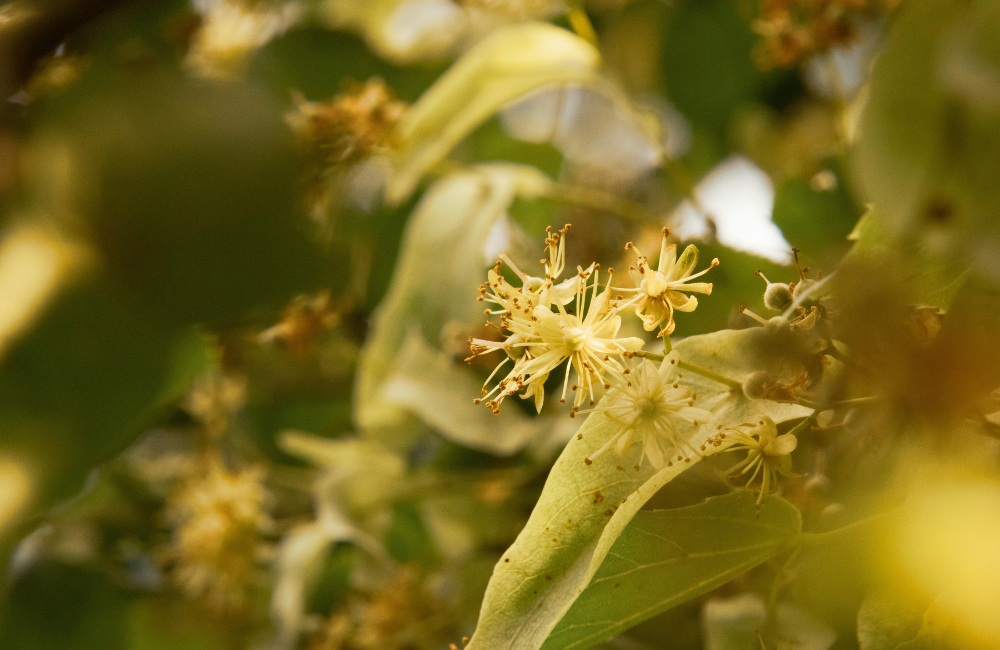 Quels sont les bienfaits de la tisane au tilleul ?