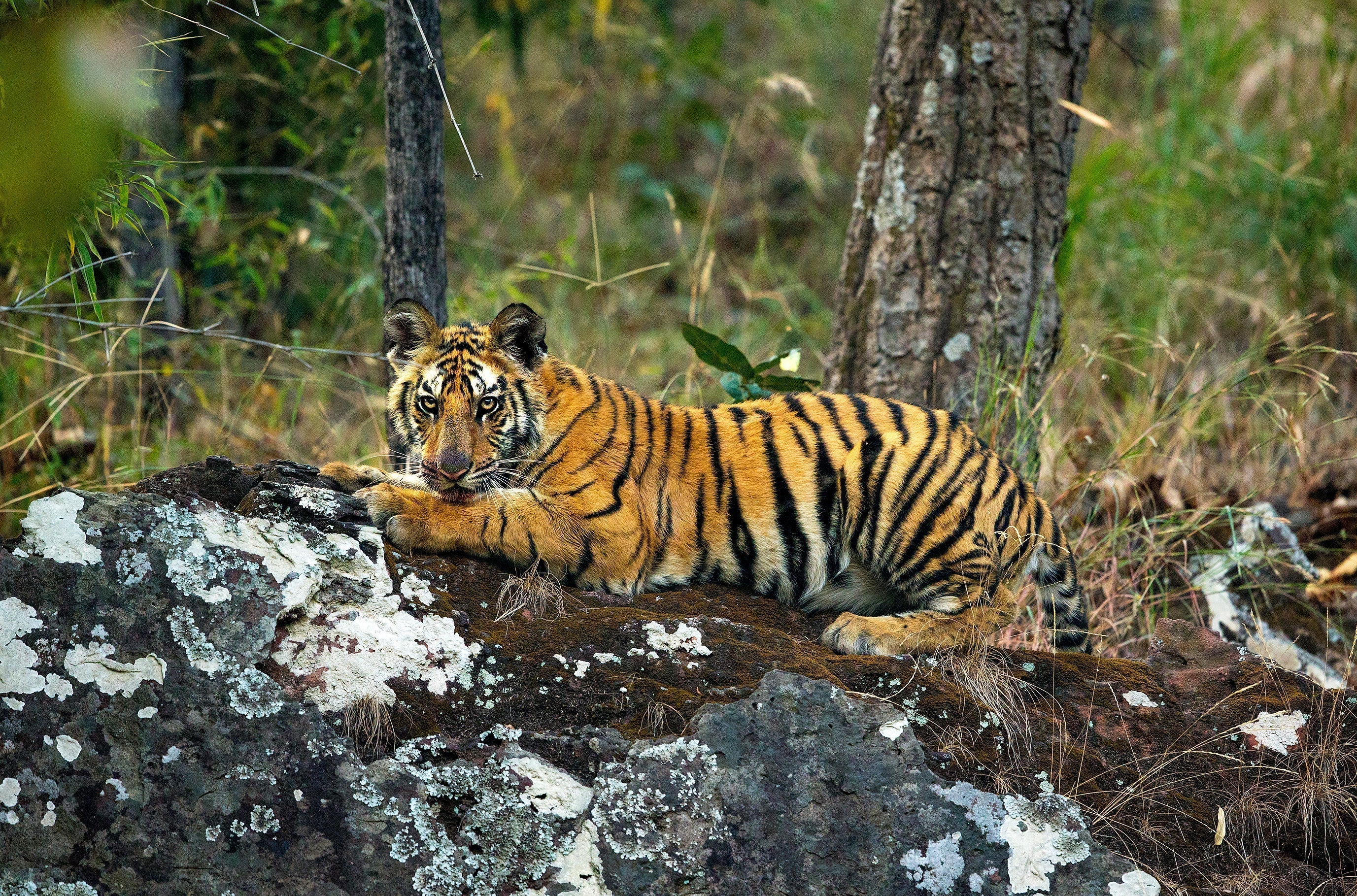 Protégeons des tigres sauvages avec Stéphane Ringuet | Kusmi Tea