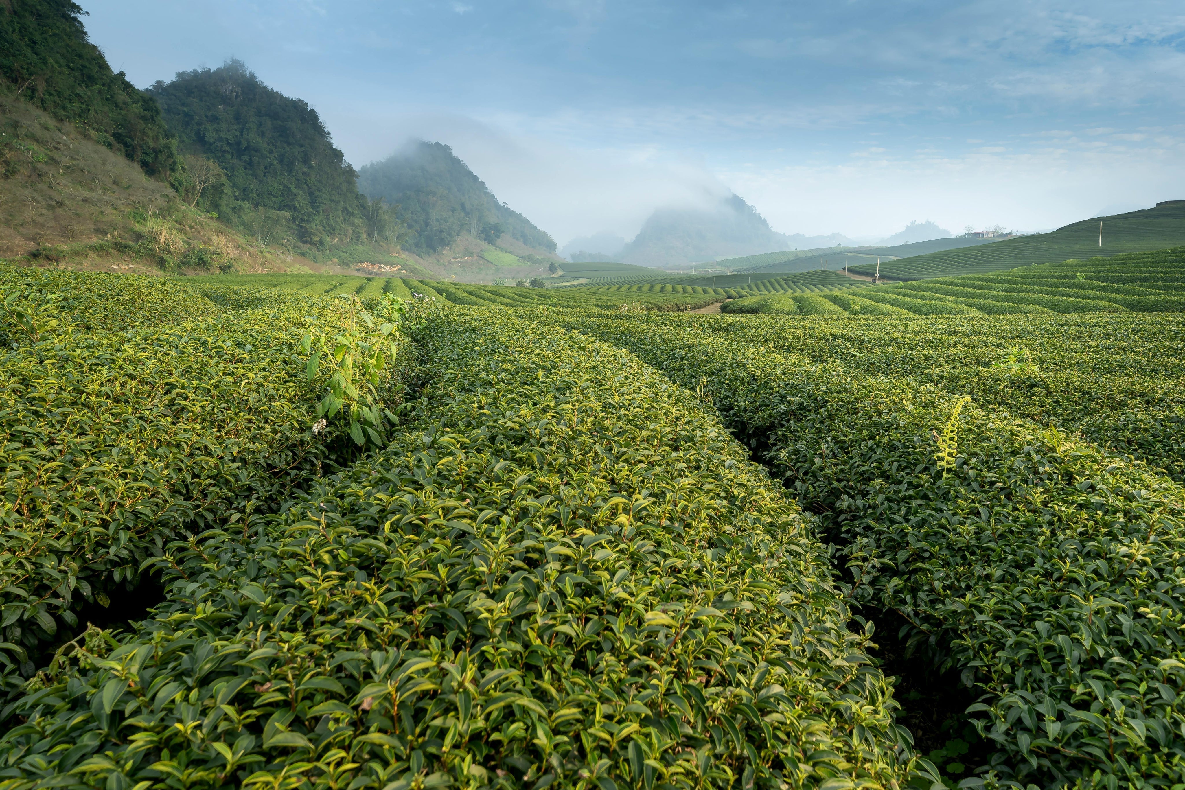 Tout ce que vous devez savoir sur le thé détheiné ou décaféiné