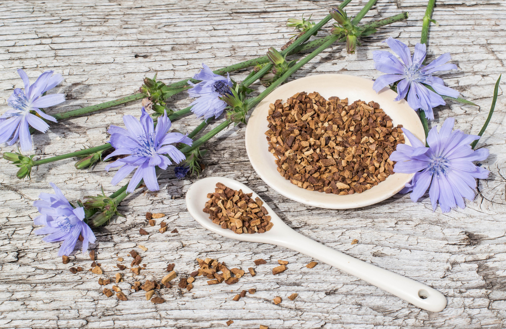 Chicory Rash The benefits of chicory for your health