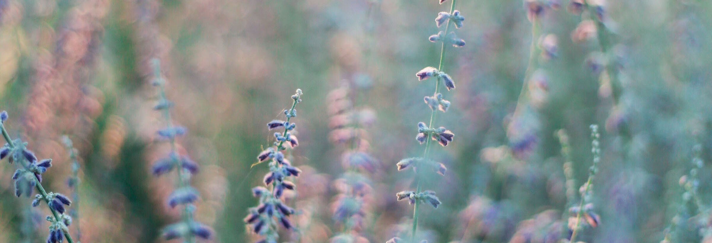 Comment utiliser la lavande, plante miracle