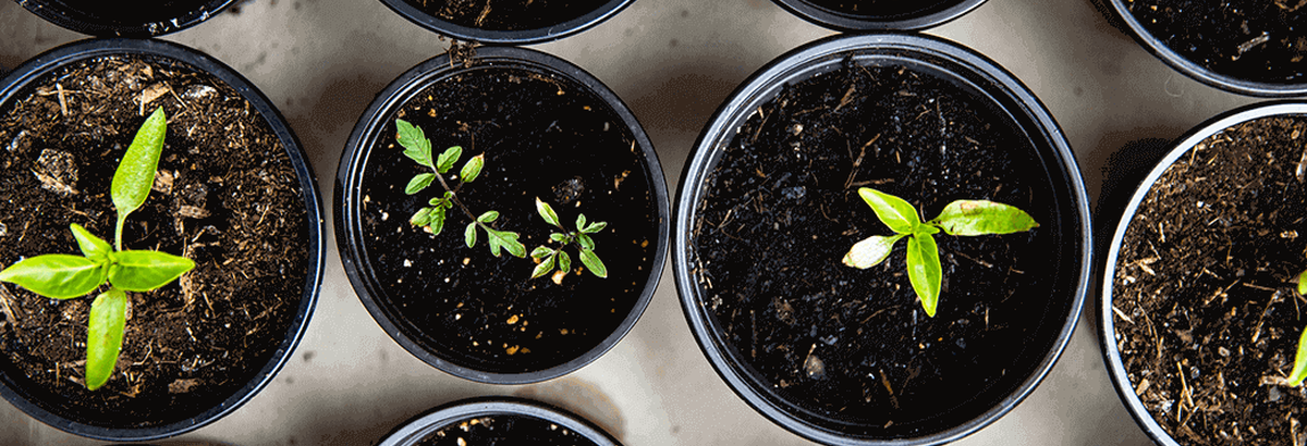 Le thé mate, c’est du thé vert ?