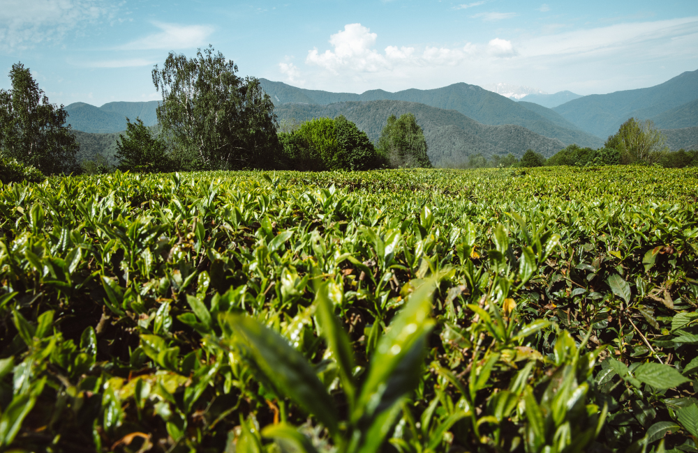 Les différentes variétés et types de thé vert