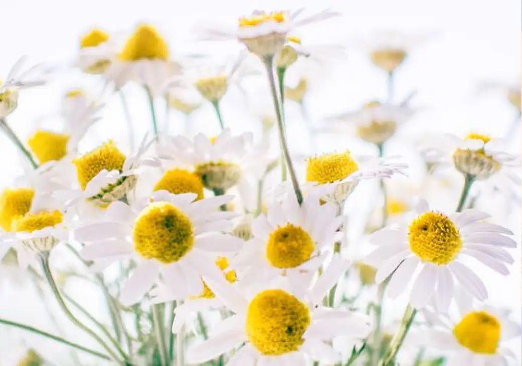Les nombreux bienfaits de la camomille