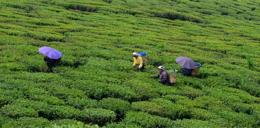 Connaissez-vous le thé Darjeeling du jardin Makaibari ?
