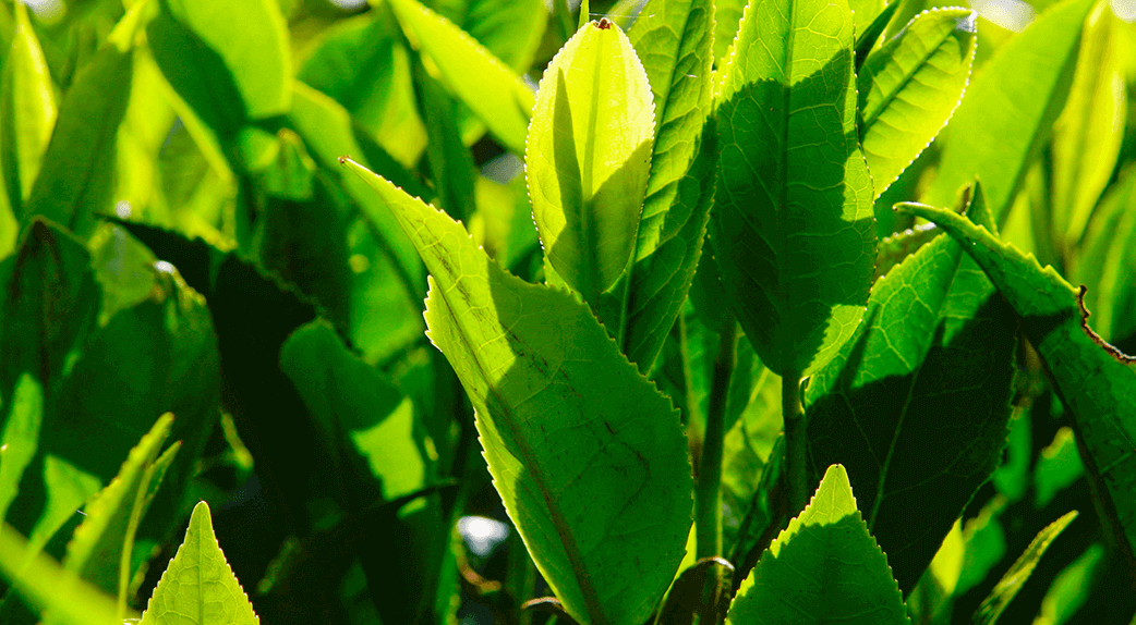 feuilles-yunnan-tuocha