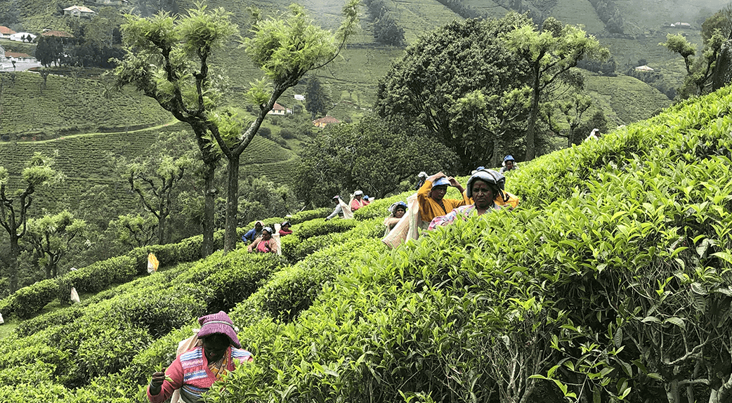 Champ de thé en Inde