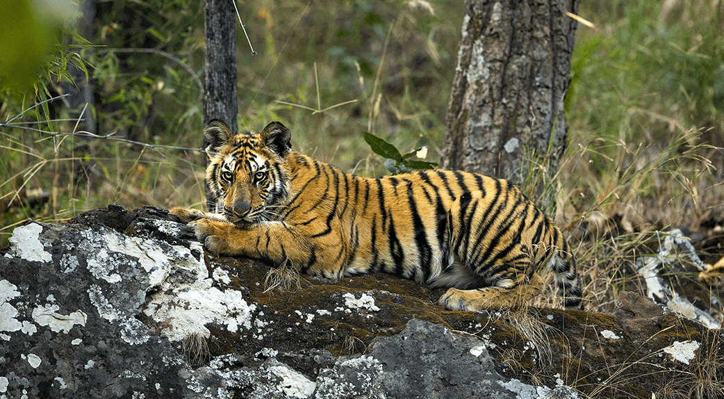 tigre allongé sur la roche