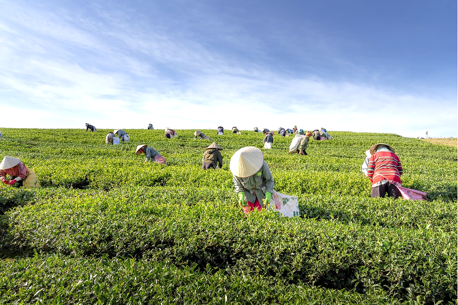 plantation et rammage de thé