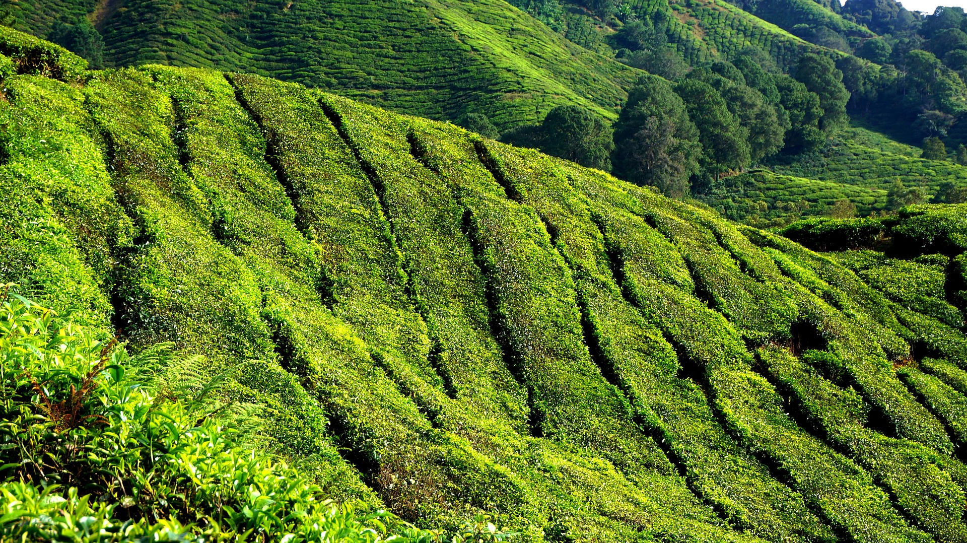 plantation de thé